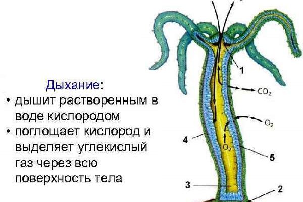 Кракен kr2web in маркетплейс ссылка